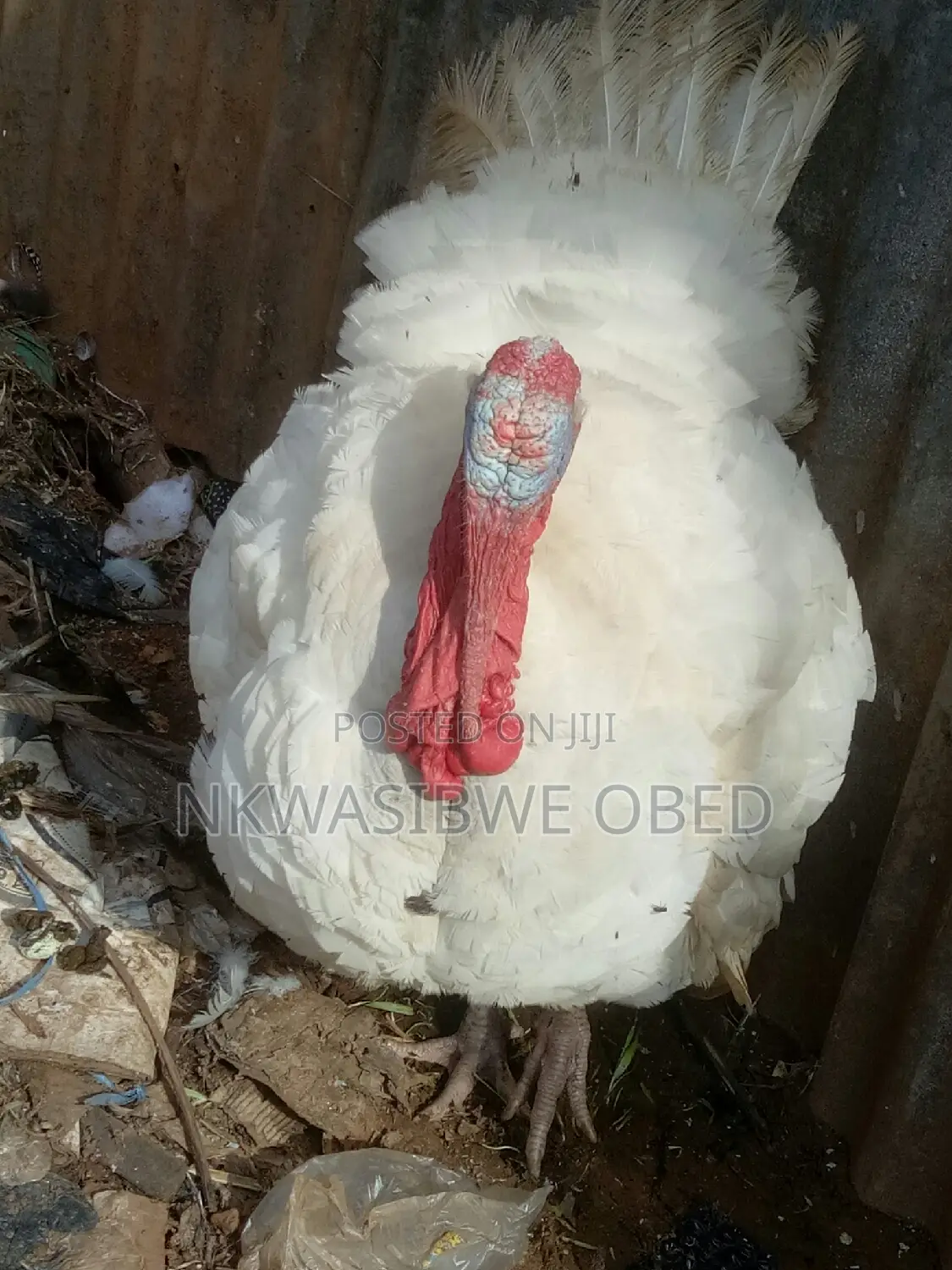 White Holland Male Turkey