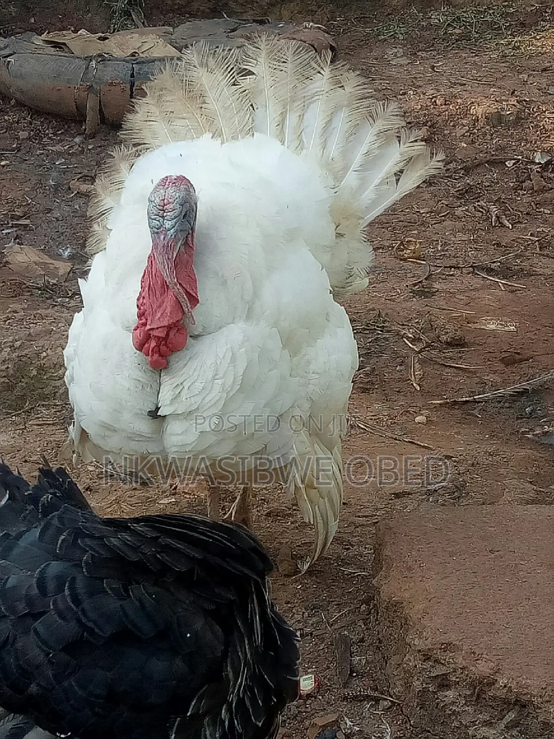 White Holland Male Turkey