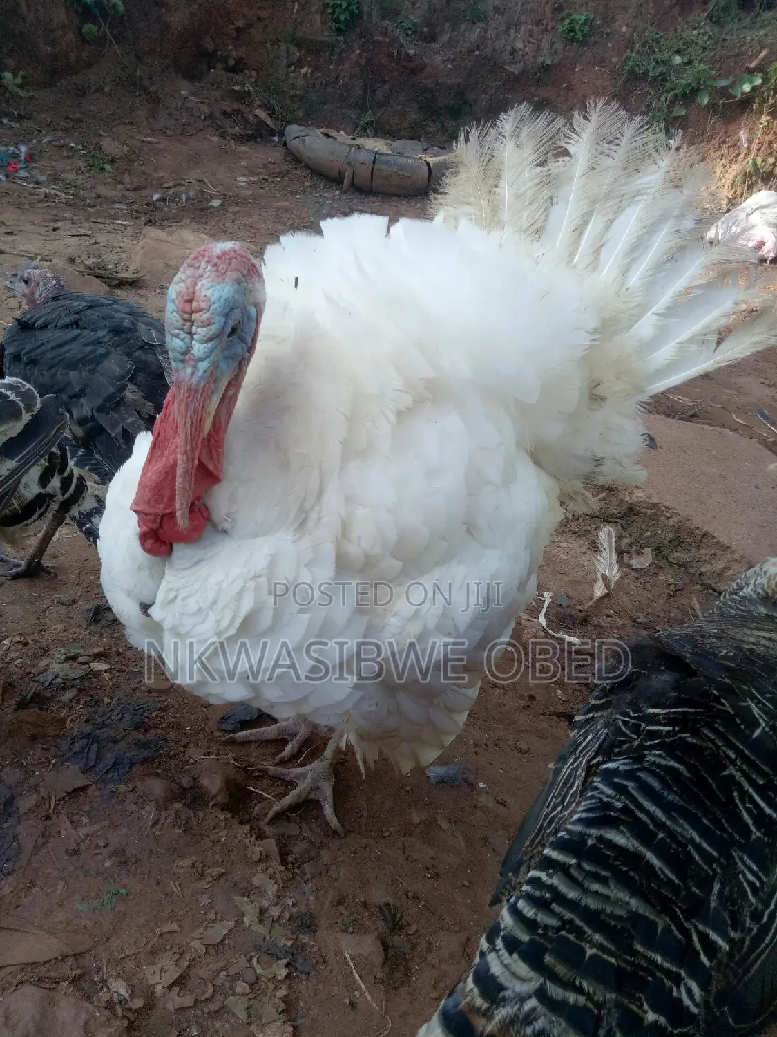 White Holland Male Turkey