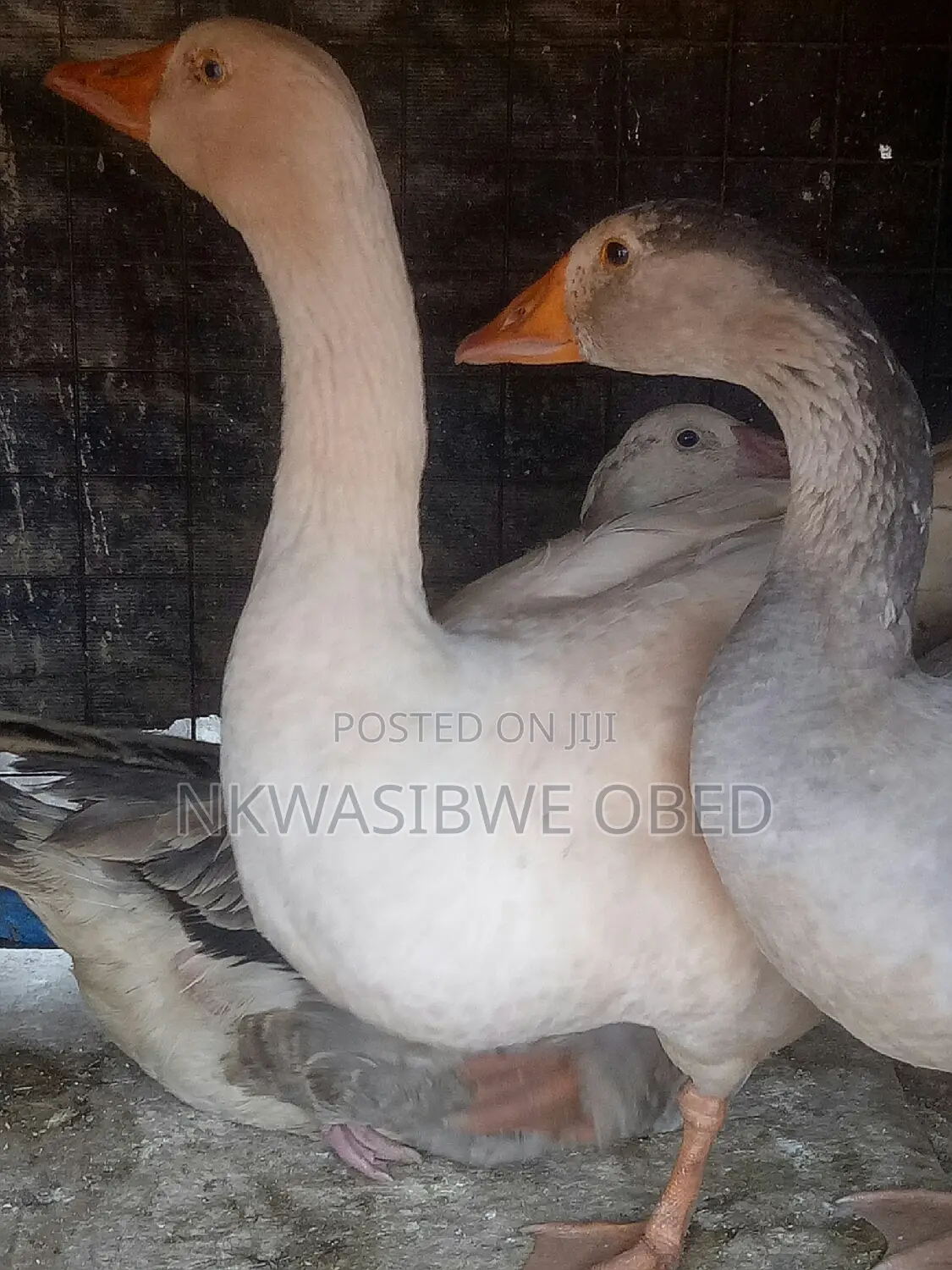 Mature Laying Geese