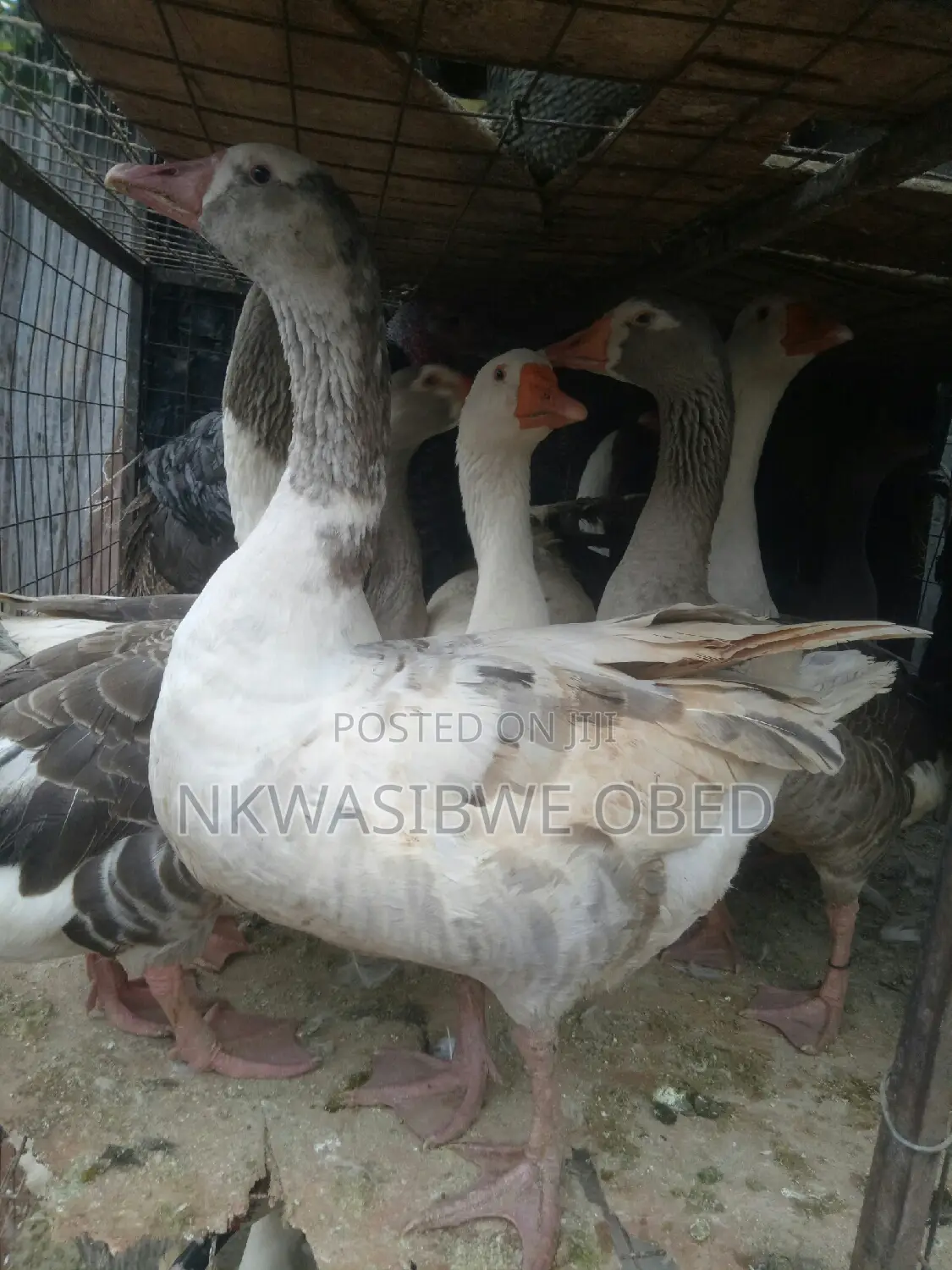 Mature Laying Geese
