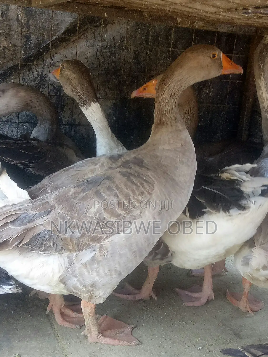 Mature Laying Geese