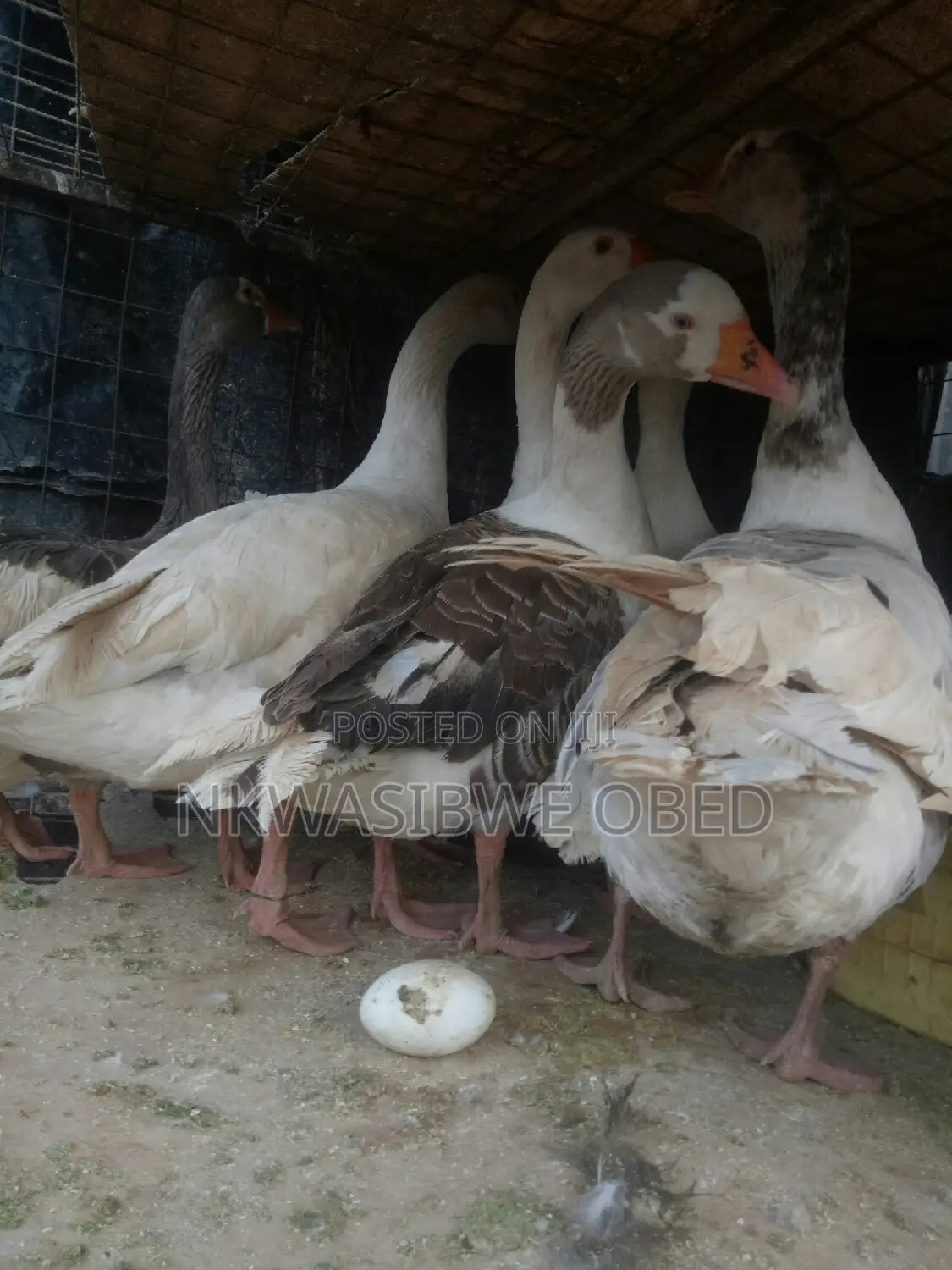 Mature Laying Geese
