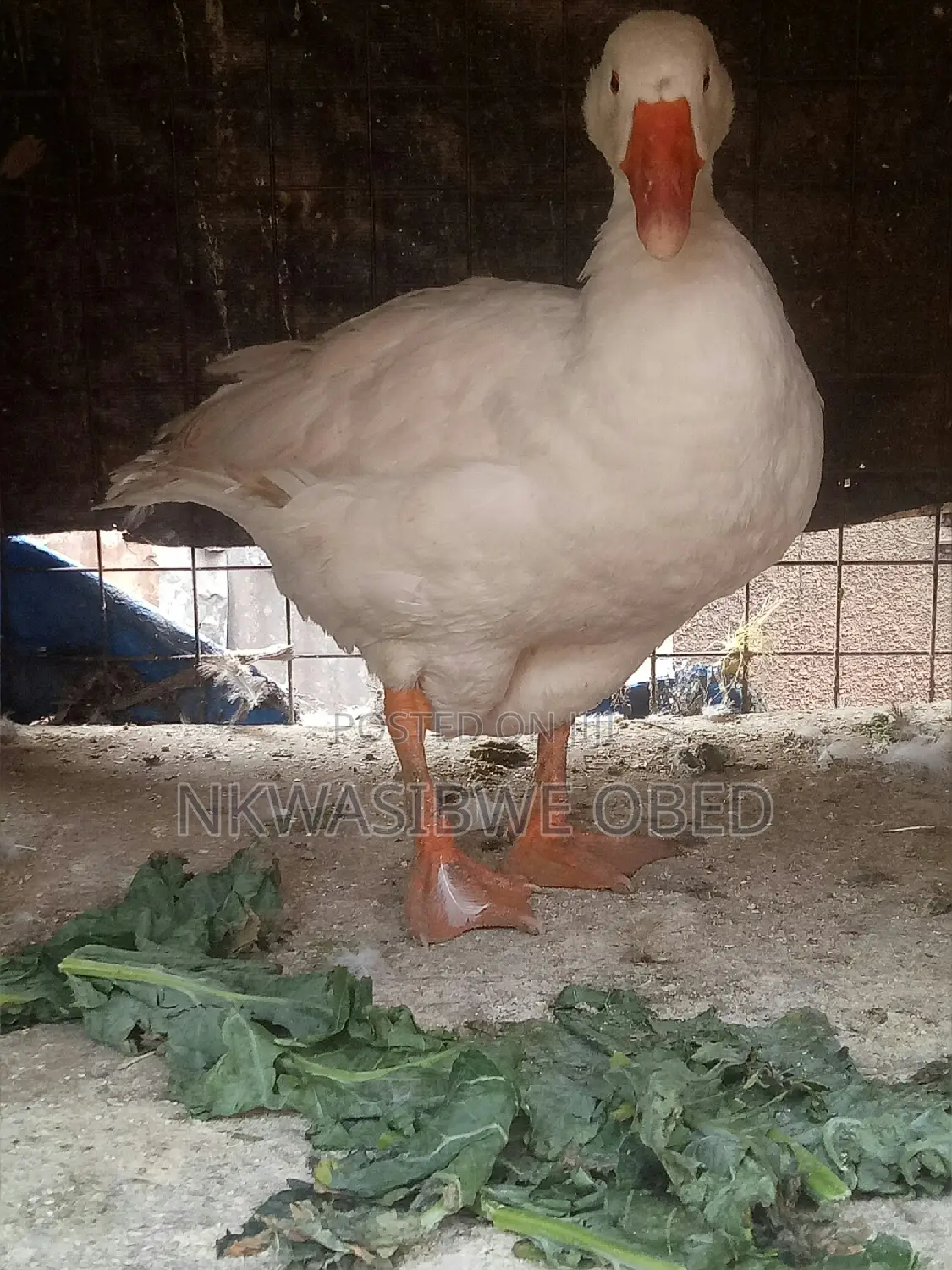 Mature Laying Geese