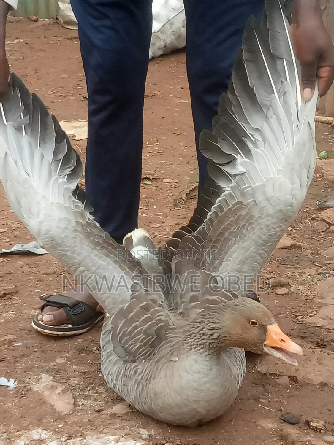 Mature Laying Geese