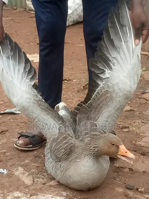 Mature Laying Geese