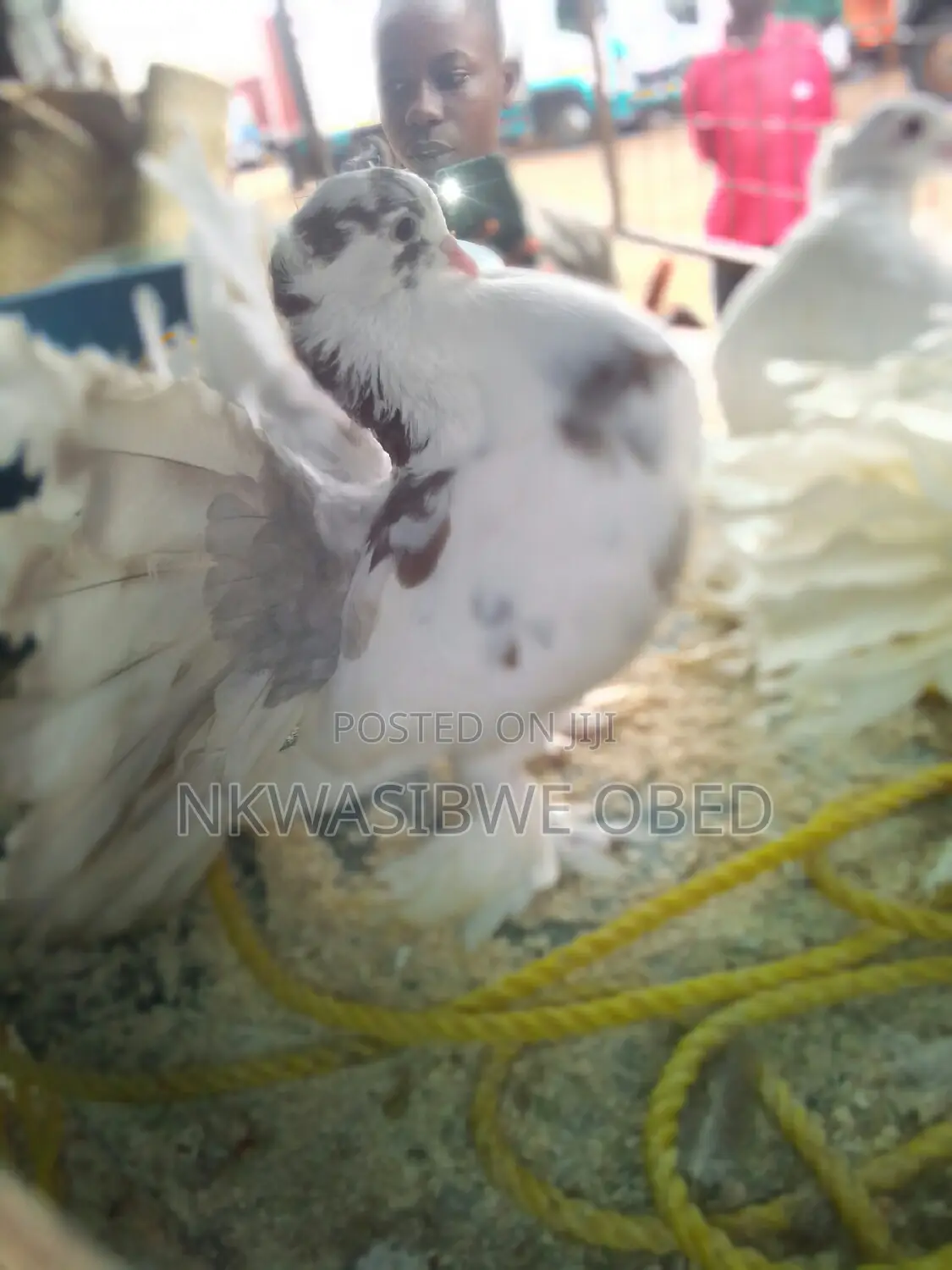 American Fantail Pigeons