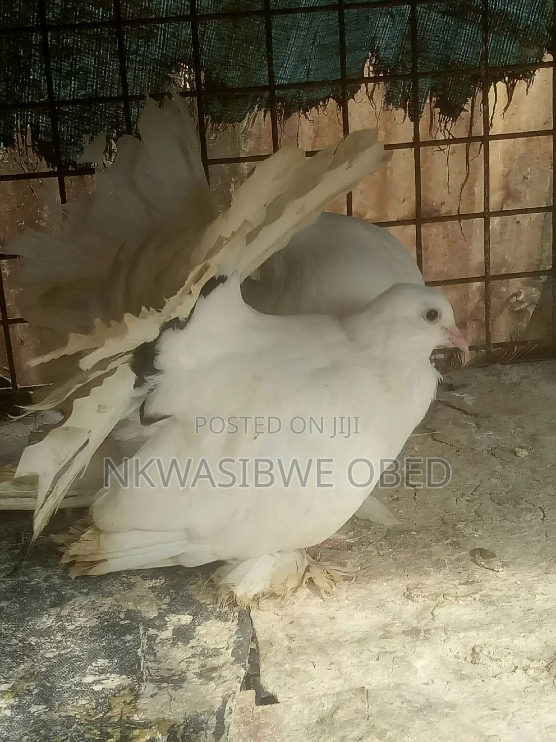 American Fantail Pigeons