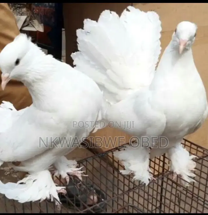 American Fantail Pigeons