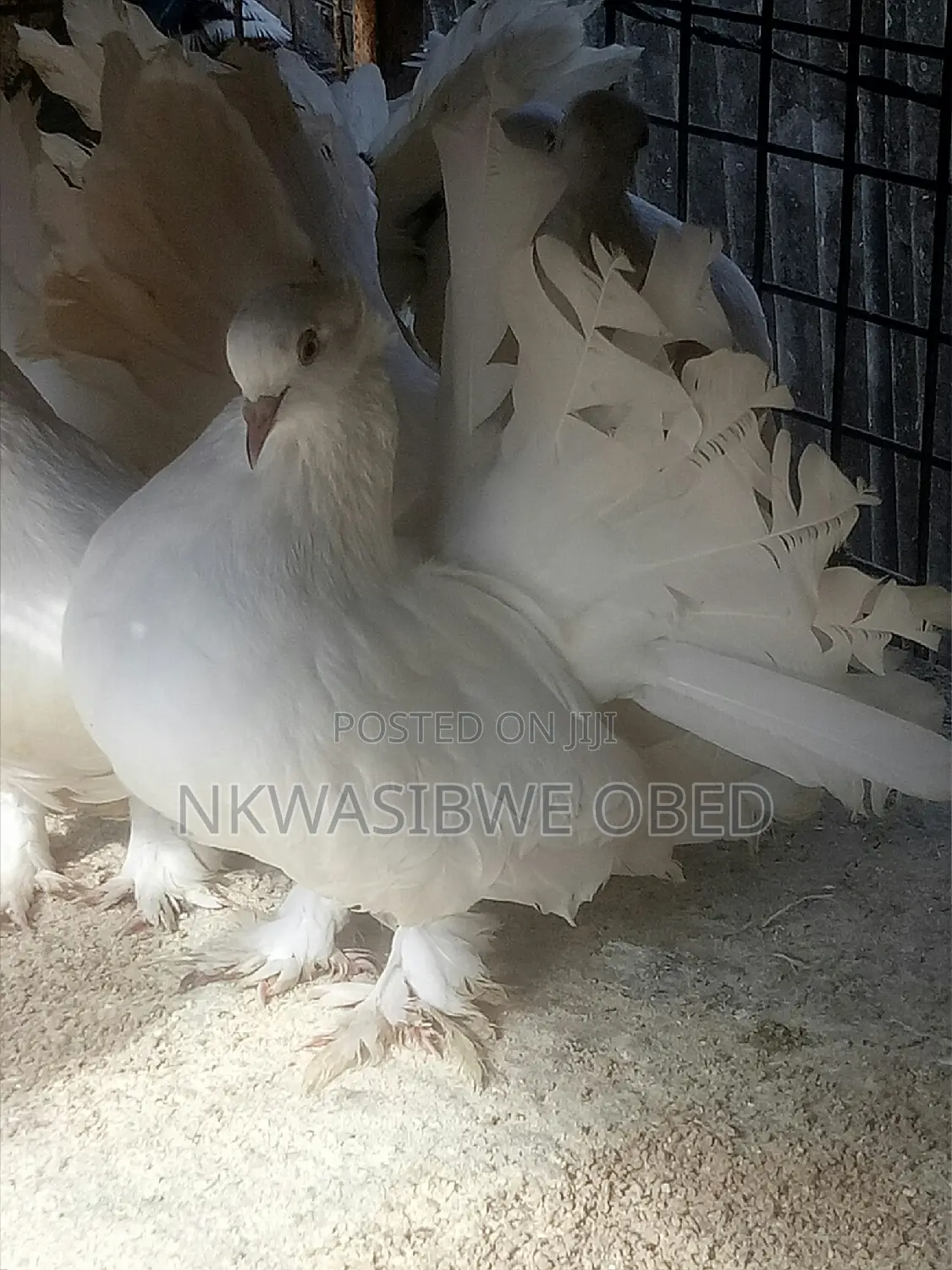 American Fantail Pigeons