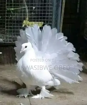 Photo - American Fantail Pigeons