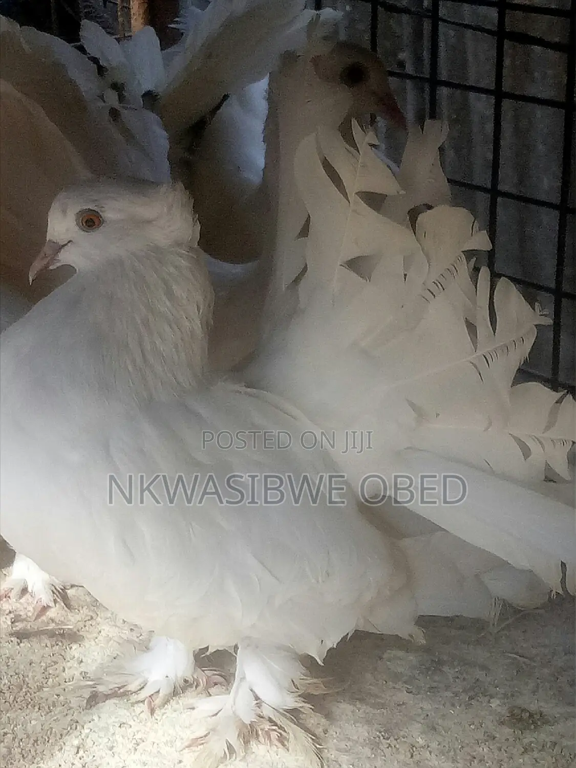 American Fantail Pigeons