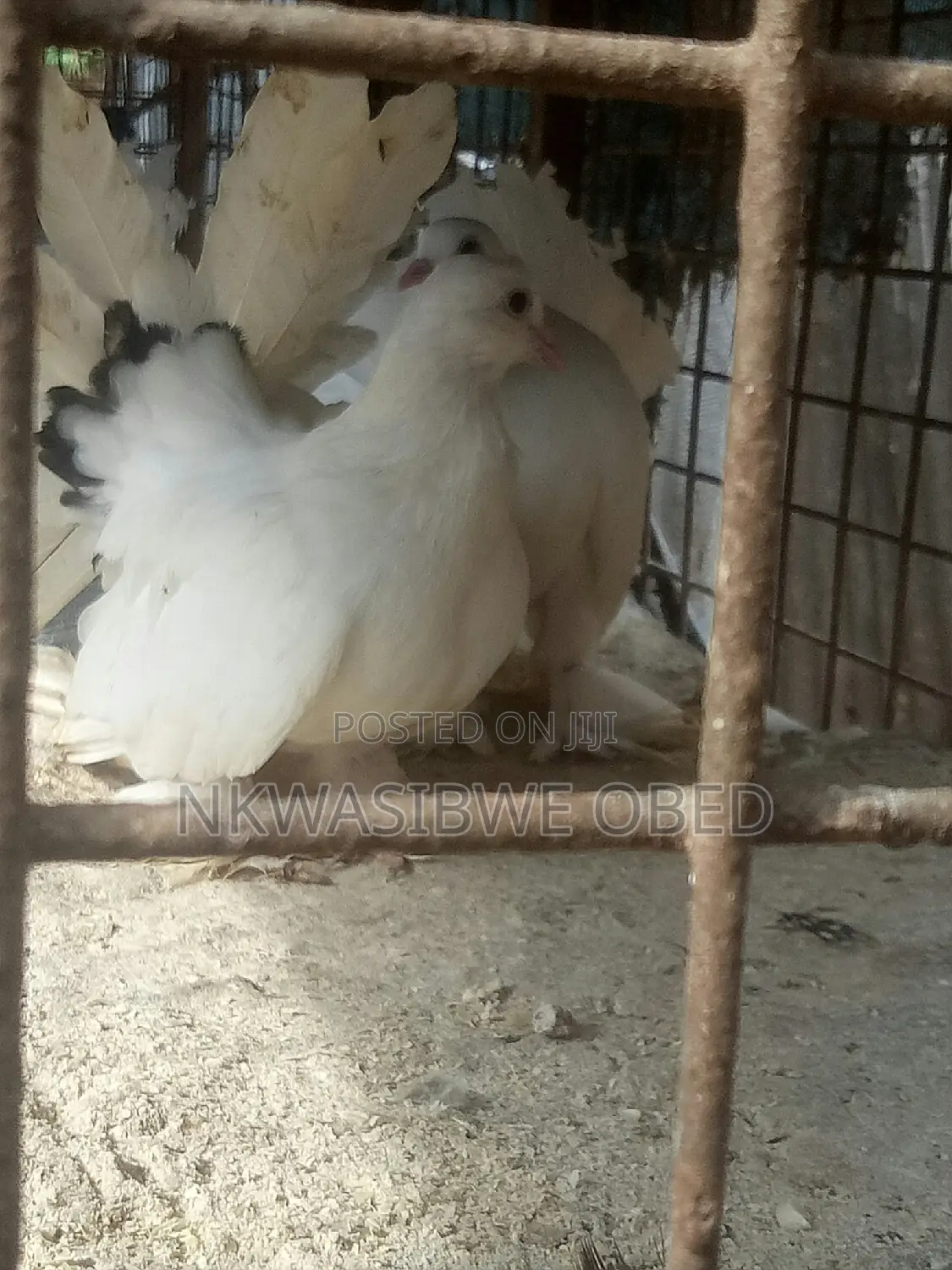 American Fantail Pigeons