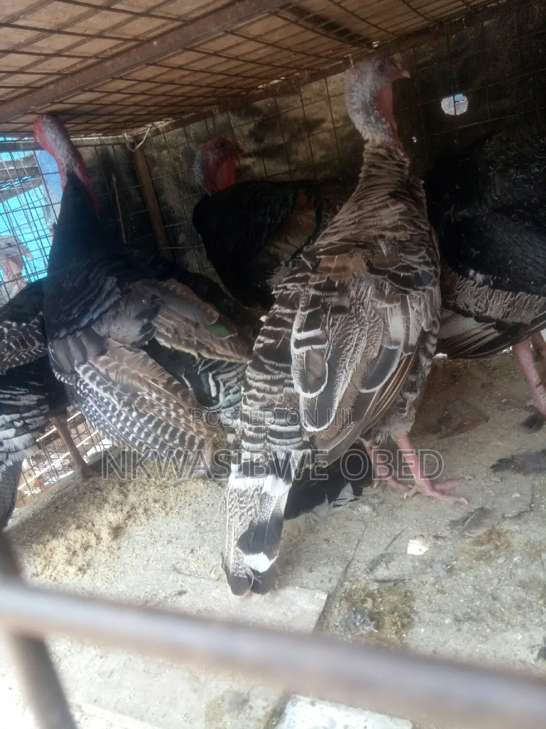 Laying Female Turkeys