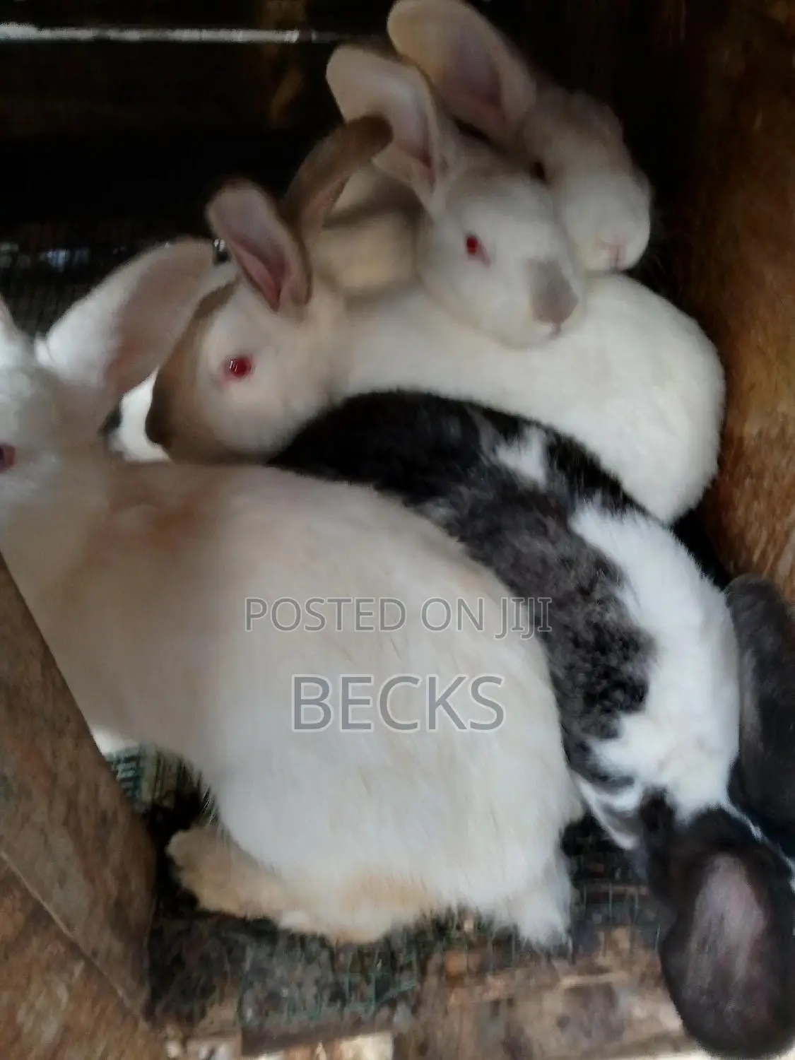 Full Grown Rabbits for Sale