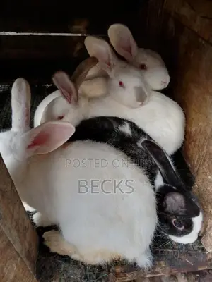 Full Grown Rabbits for Sale