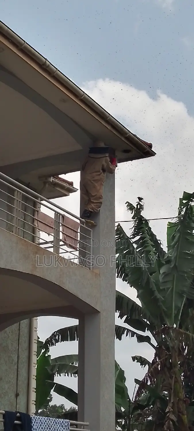 Professional Live Bee Removal Services