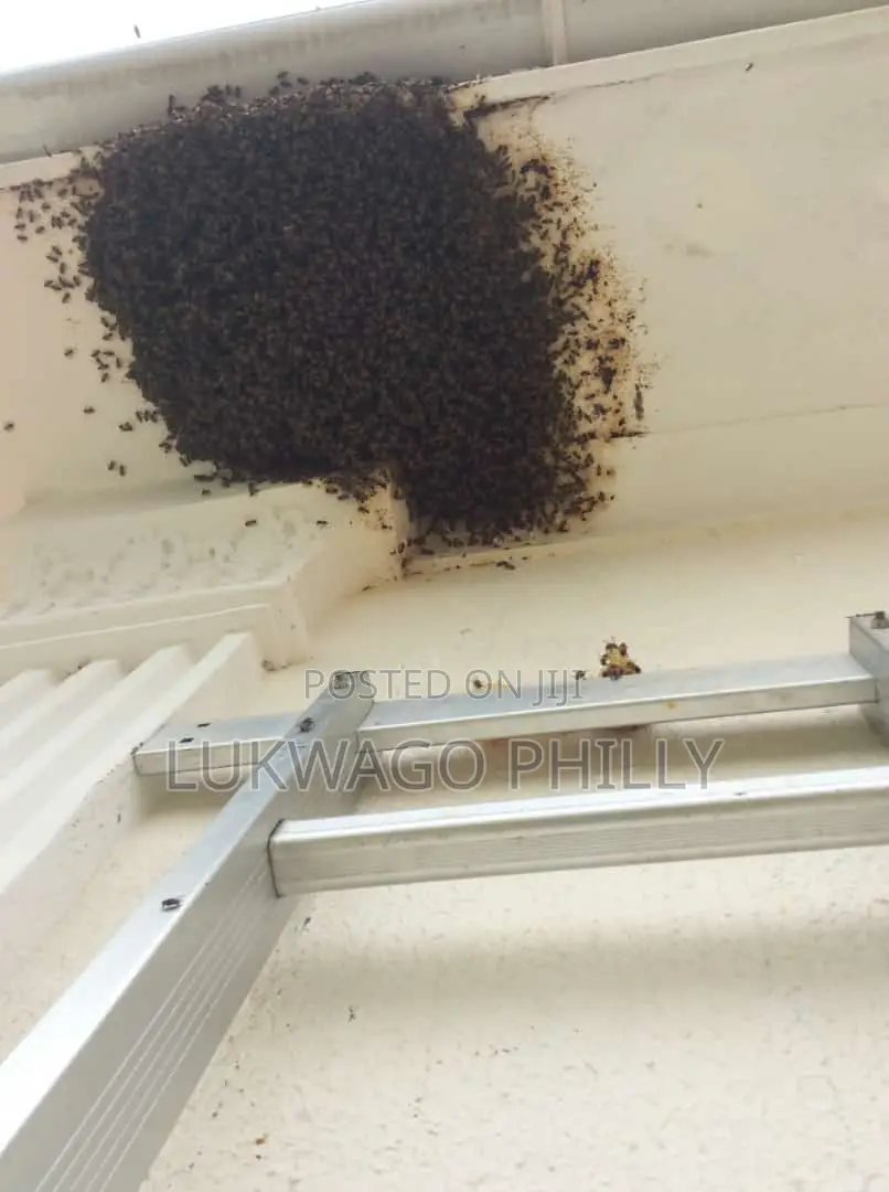 Professional Live Bee Removal Services