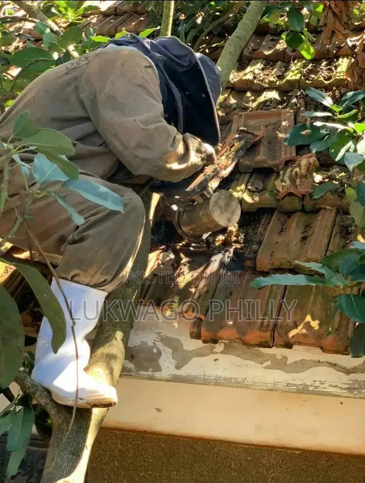 Professional Live Bee Removal Services
