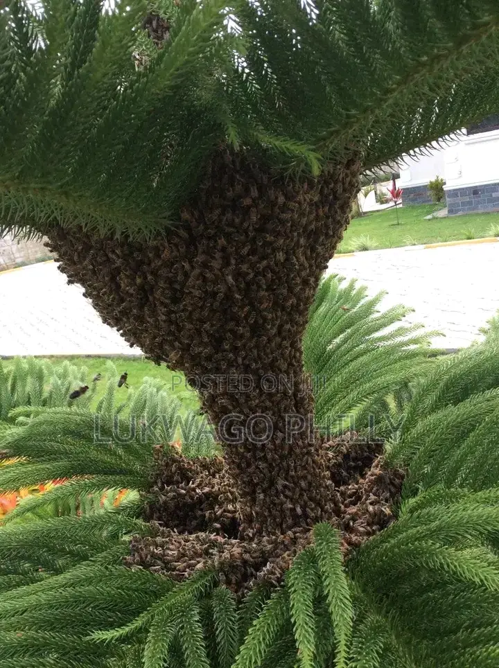 Professional Live Bee Removal Services