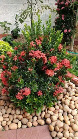 Akizora Minure