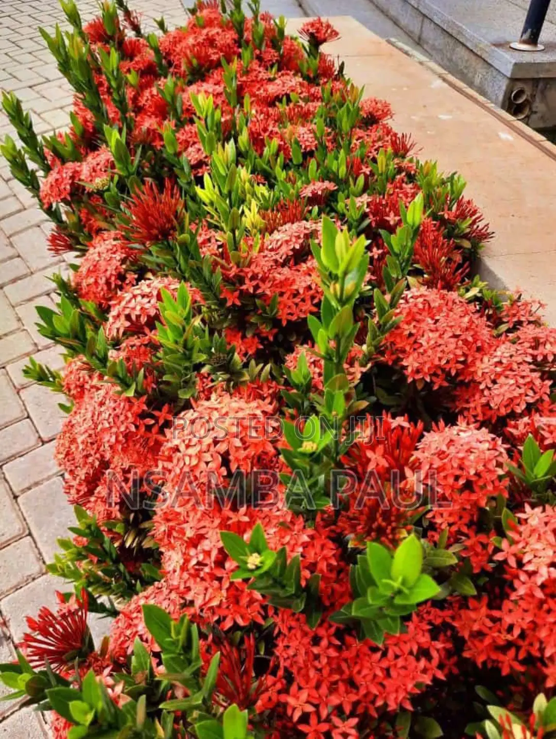 Akizora Minure