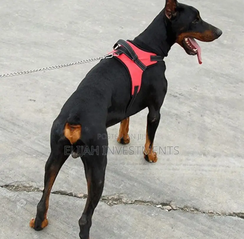 Soft Adjustable Dog Harness