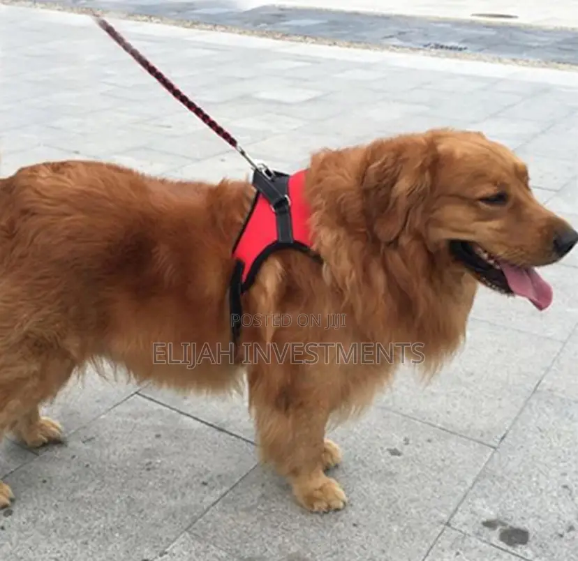 Soft Adjustable Dog Harness