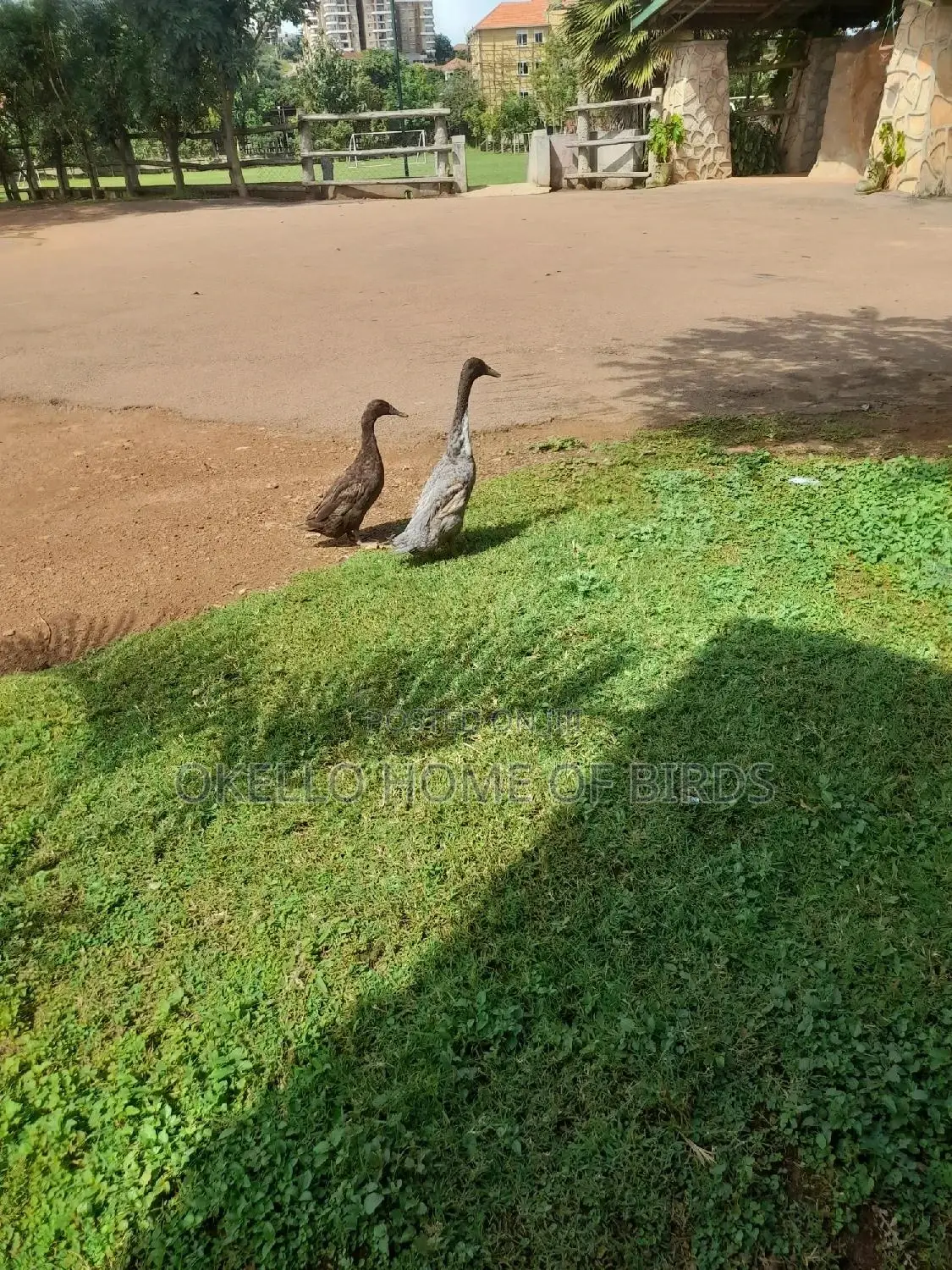 Indian Runners Ducks for Sell