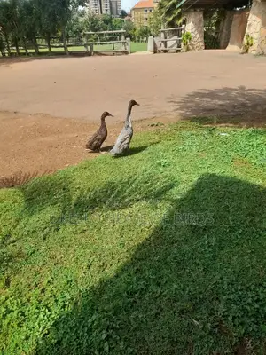 Indian Runners Ducks for Sell