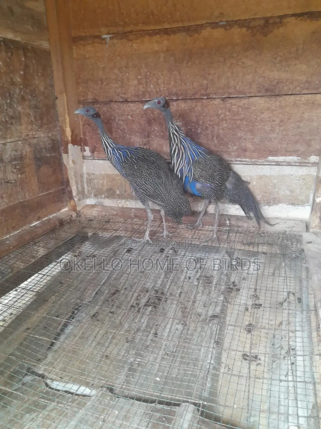 Vulturine Guinea Fowlz for Sell
