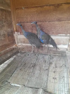 Vulturine Guinea Fowlz for Sell