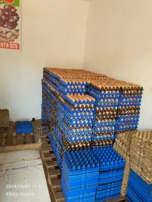 Bulk Trays of Eggs