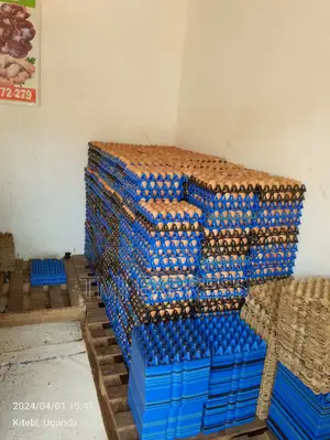 Bulk Trays of Eggs