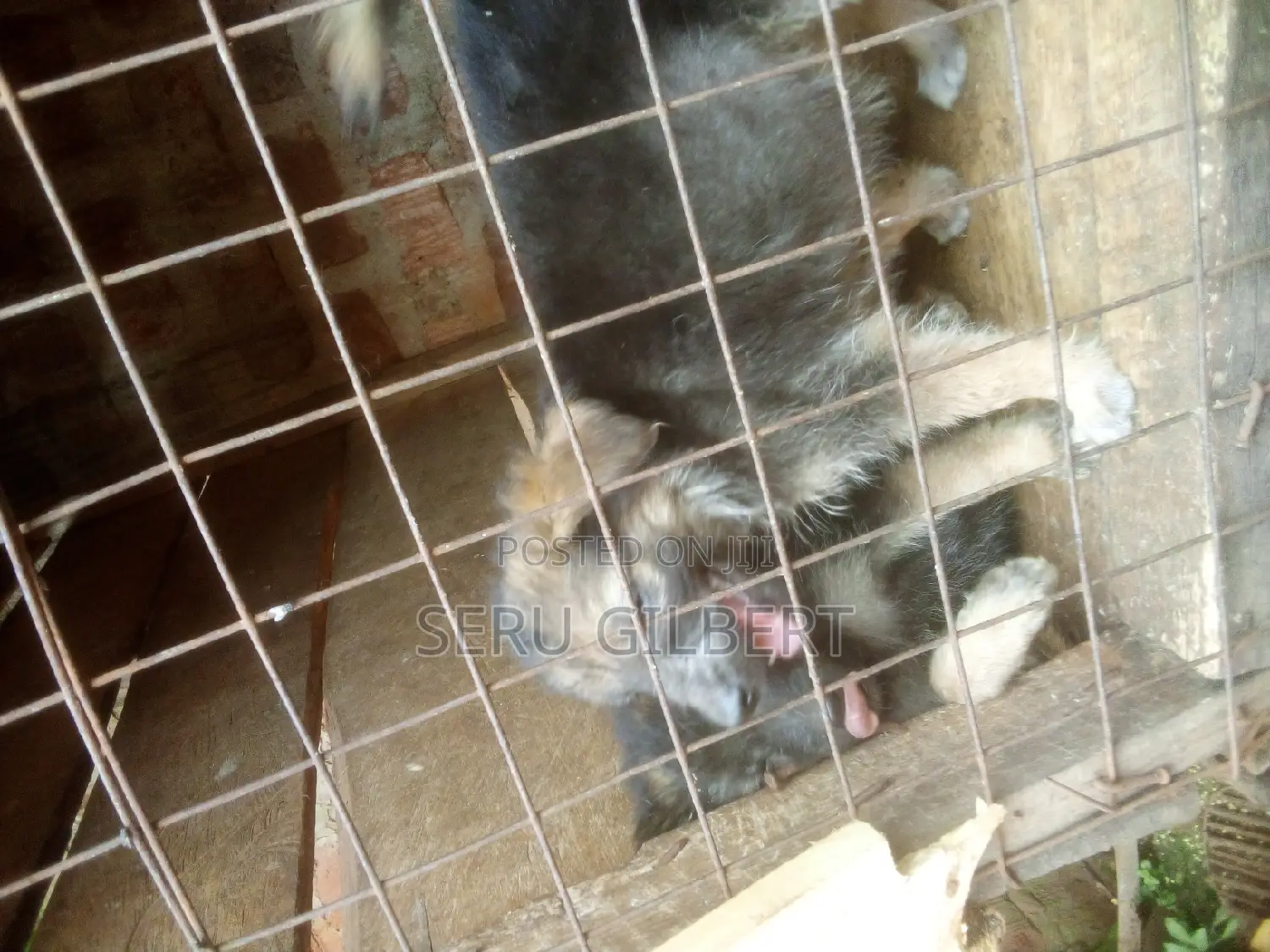 1-3 months Female Purebred German Shepherd