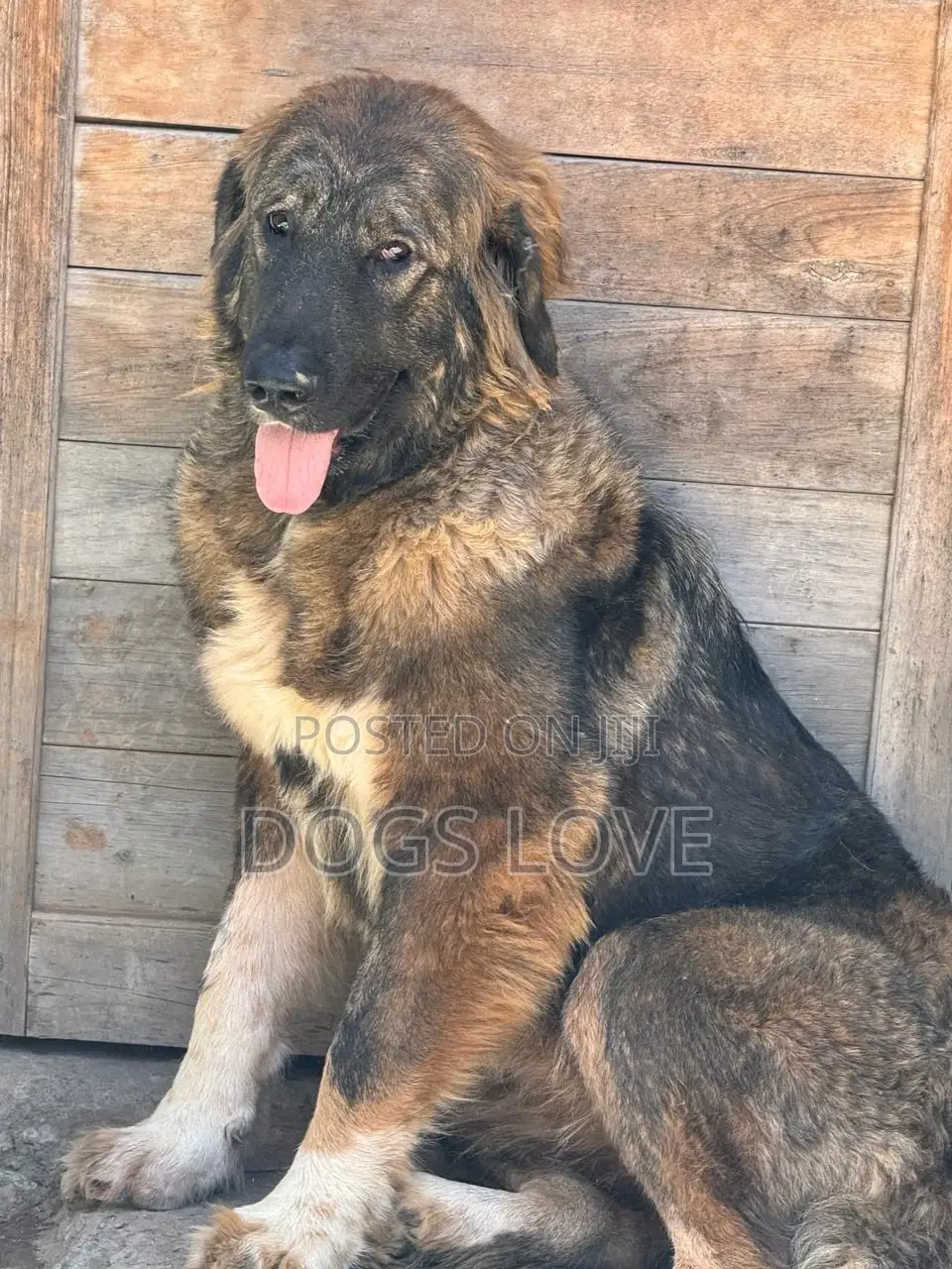 1-3 months Female Purebred Caucasian Shepherd