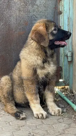 1-3 months Female Purebred Caucasian Shepherd