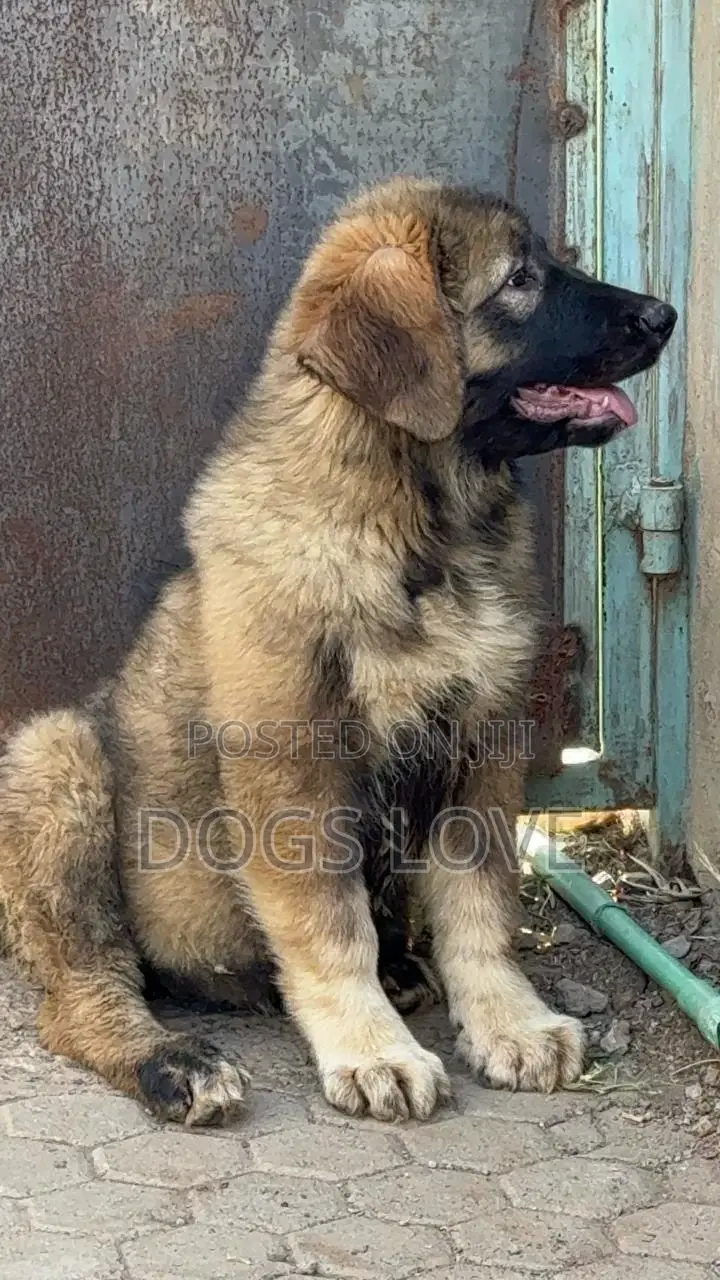 1-3 months Female Purebred Caucasian Shepherd