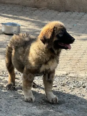 1-3 months Female Purebred Caucasian Shepherd