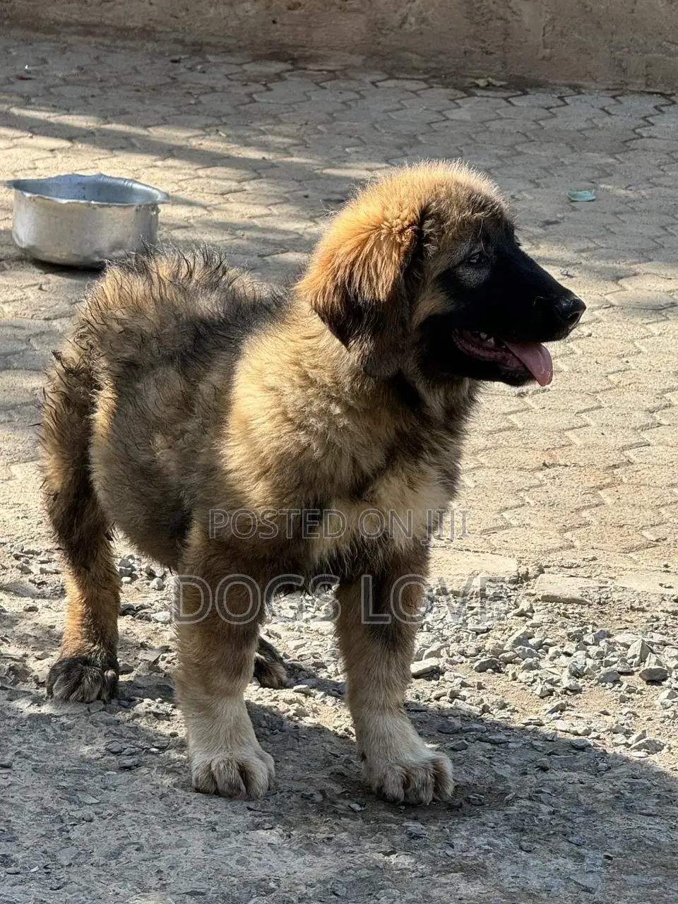 1-3 months Female Purebred Caucasian Shepherd