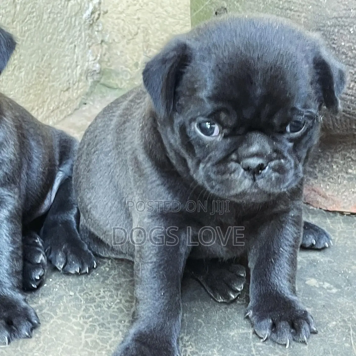 1-3 months Female Purebred Pug
