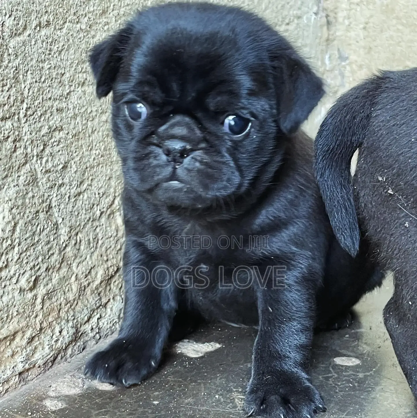 1-3 months Female Purebred Pug