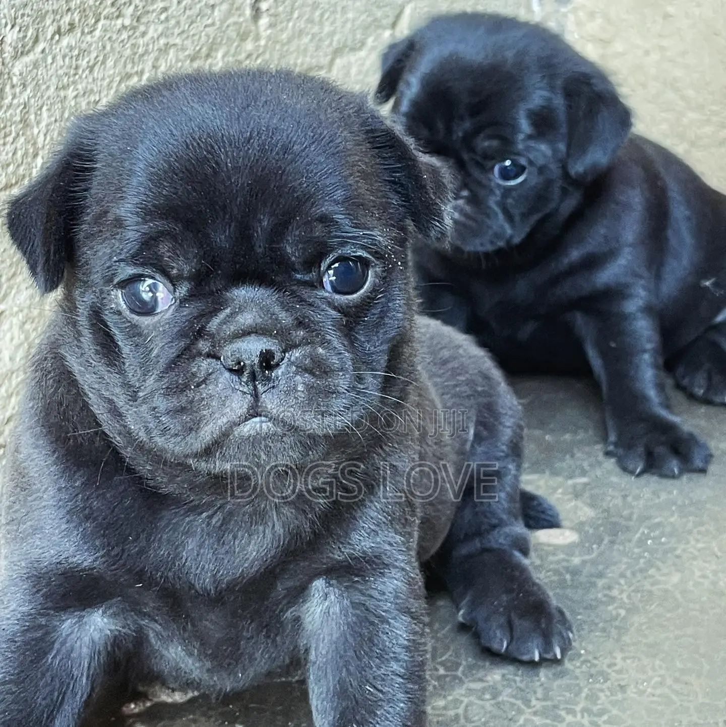 1-3 months Female Purebred Pug