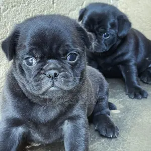 1-3 months Female Purebred Pug