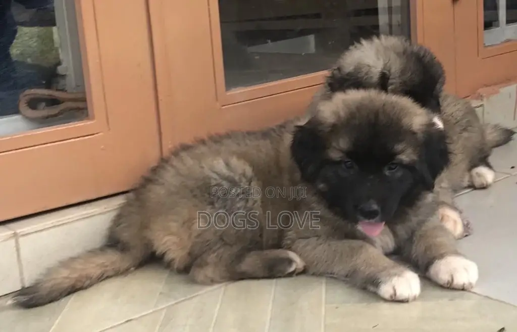 1-3 months Male Purebred Caucasian Shepherd