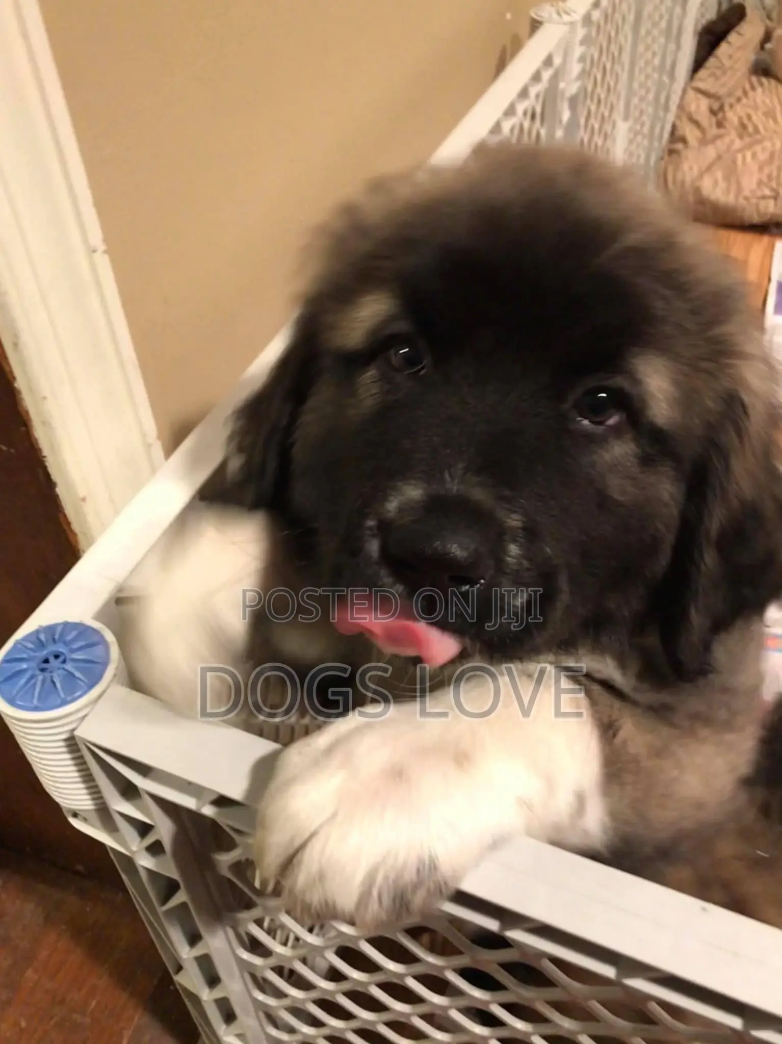 1-3 months Male Purebred Caucasian Shepherd