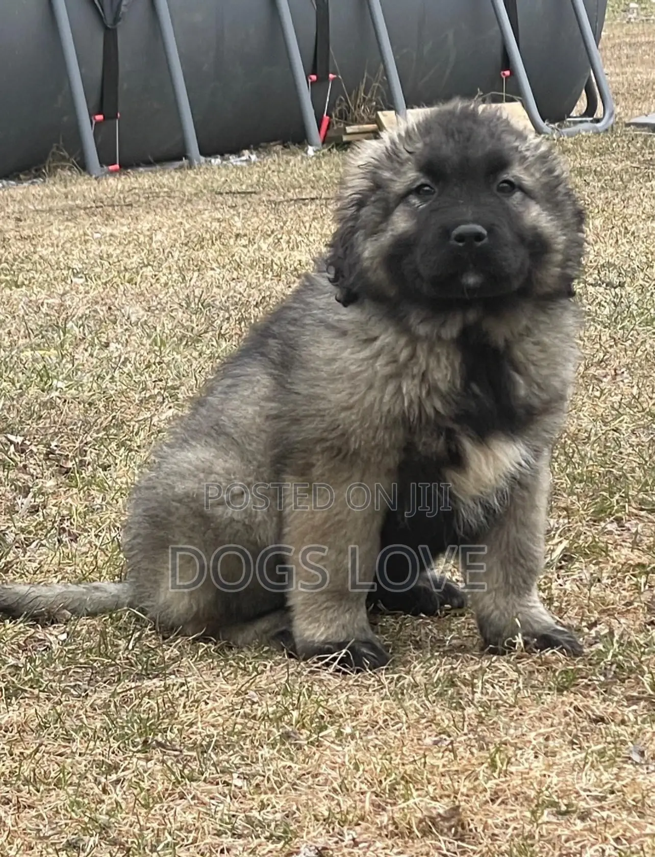1-3 months Male Purebred Caucasian Shepherd