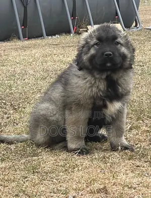1-3 months Male Purebred Caucasian Shepherd