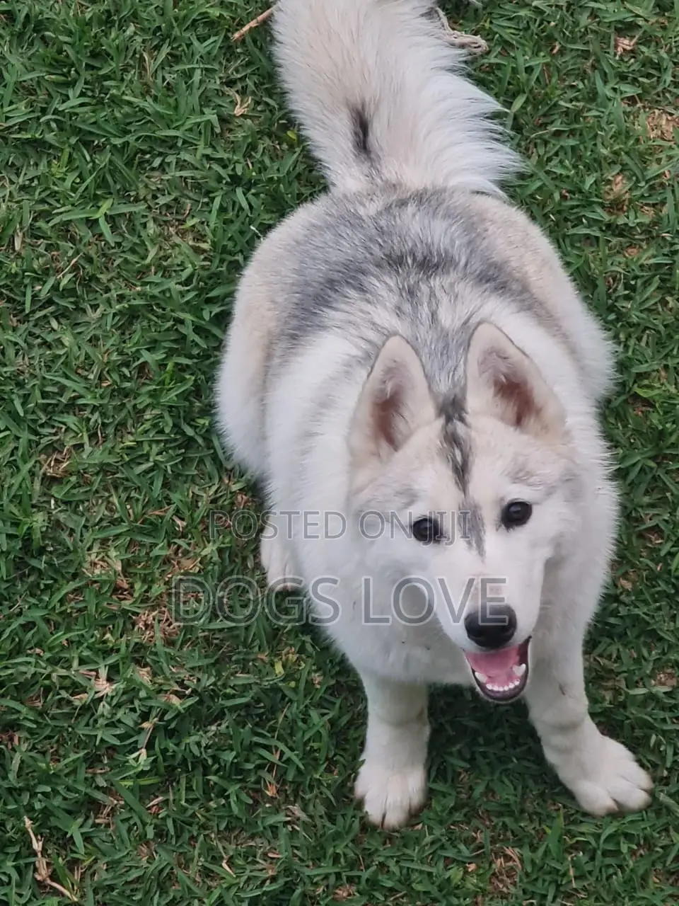 1-3 months Male Purebred Siberian Husky