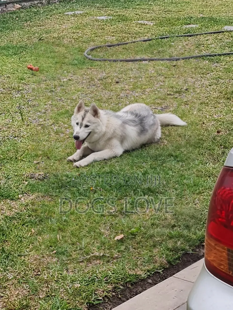 1-3 months Male Purebred Siberian Husky